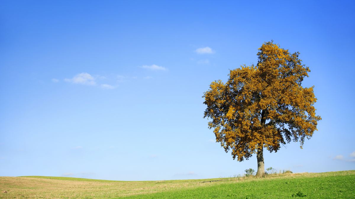 Oak tree in autumn